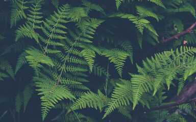 Dense thicket of vibrant green fern leaves with intricate patterns growing in a shaded forest area. © josho photographer