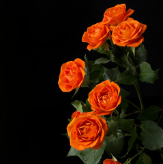 Naklejka premium beautiful flowers on dark background