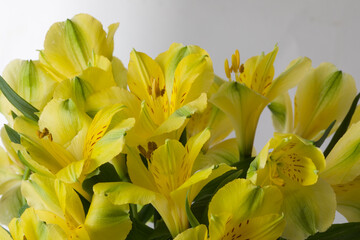 Obraz premium Yellow Alstroemeria flowers in a vase on a white background