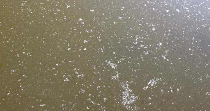 Green blooming artificial lake water, lake water covered with fine dust and poplar fluff under the open sky in the park