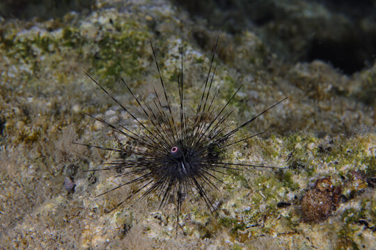 Long-spined sea urchin from Cyprus