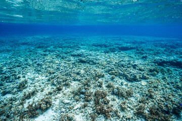 Tropical Coral Reef Seabed Beneath Clear Blue Ocean Water © Satoshi