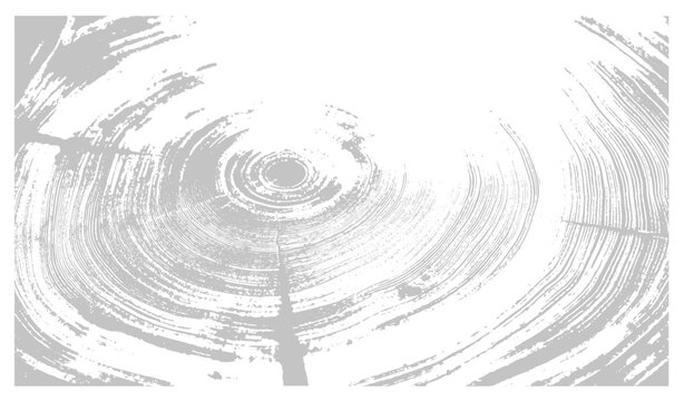White and gray boho wood texture. Detailed black and white texture of a felled tree trunk or stump. Rough organic tree rings with close up of end grain.