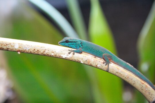 A Turquoise dwarf gecko at a local zoo
