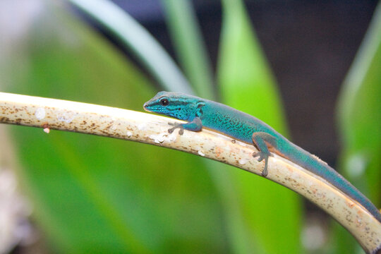 A Turquoise dwarf gecko at a local zoo