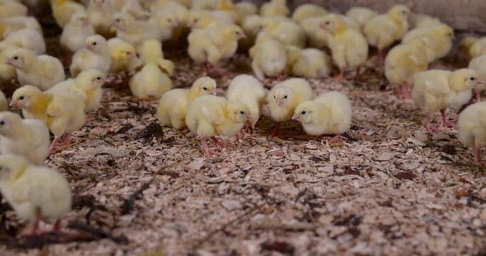 Yellow domestic chickens on sawdust, small chickens running on sawdust inside a poultry farm