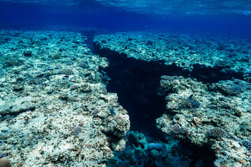 Underwater Coral Reef Canyon with Tropical Fish in Clear Blue Ocean © Satoshi