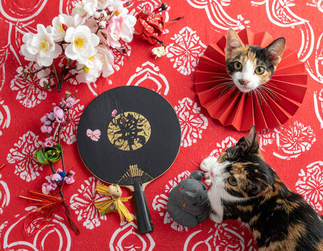 top down view of a japanese new year setting with a real calico cat and a maneki neko ornament on red fabric