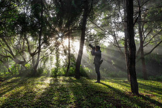 Photographer is taking photo while exploring in the pine forest for with strong ray of sun light inside the misty pine forest for photography and silhouette photo