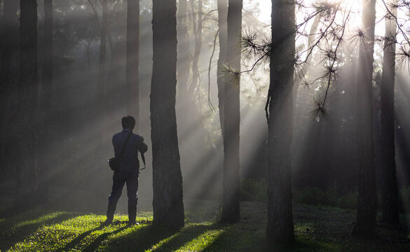 Photographer is taking photo while exploring in the pine forest for with strong ray of sun light inside the misty pine forest for photography and silhouette photo