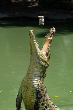 crocodile in the water