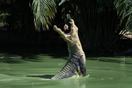crocodile in the river