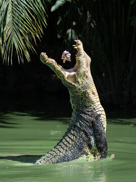 alligator in the everglades