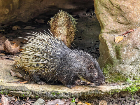 hedgehog in the forest