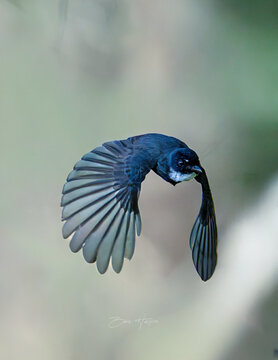 blue bird in flight