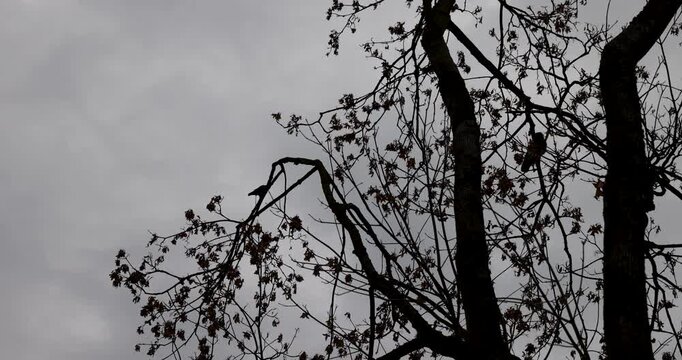 black jackdaws on the silhouette of bare branches of a tree, small jackdaws sitting on a dark winter crown of a tree against a cloudy gray sky