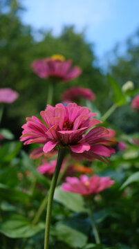 A bright red zinnia flower close‑up. Vertical summer concept of colorful floral wallpaper.