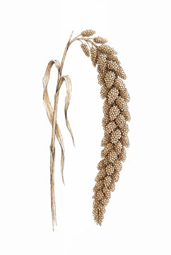  Dried Foxtail Millet Stem.svg