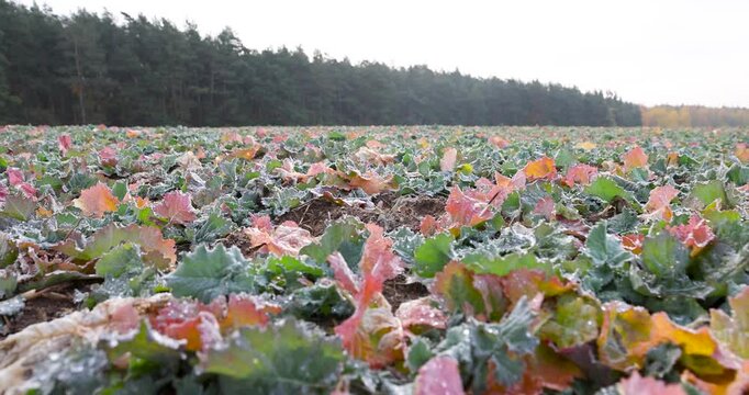 Bright leaves of young oilseed rape in a wide field, green and reddish rapeseed bushes are covered with frost or moisture on an autumn day, growing in the forest near the field