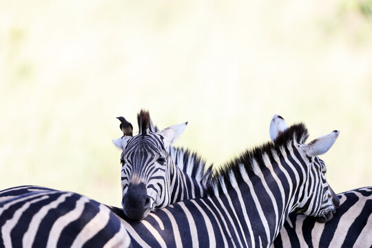 Plains zebra or Chapman's zebra (Equus quagga chapmani) and red-billed oxpecker (Buphagus erythrorynchus)  in Kruger National Park, South Africa