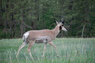 Adult pronghorn walks through meadow © Michael