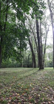 Green maple trees in the public recreation area, tall deciduous trees form a dense summer canopy over an empty park glade during the name of nature in autumn