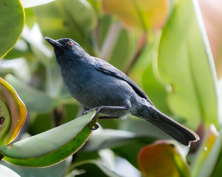 Bluish Flowerpiercer (Diglossa caerulescens) perched among green foliage in Andean montane forest, Colombia