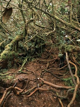 tree roots in the forest