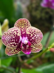 purple orchid flower © Krystal