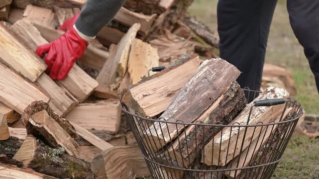 Man in red gloves stacking chopped firewood into a metal basket. Fuel preparation process for winter where a man fills a basket with wood, symbolizing diligence, order, and coziness