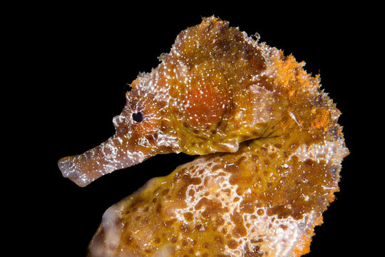 Portrait of a sea pony
