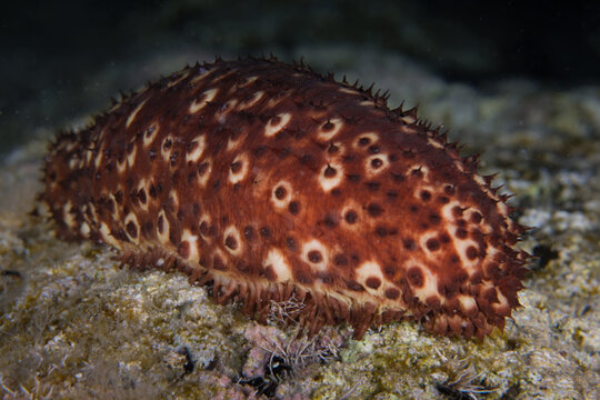Sea cucumber from Cyprus