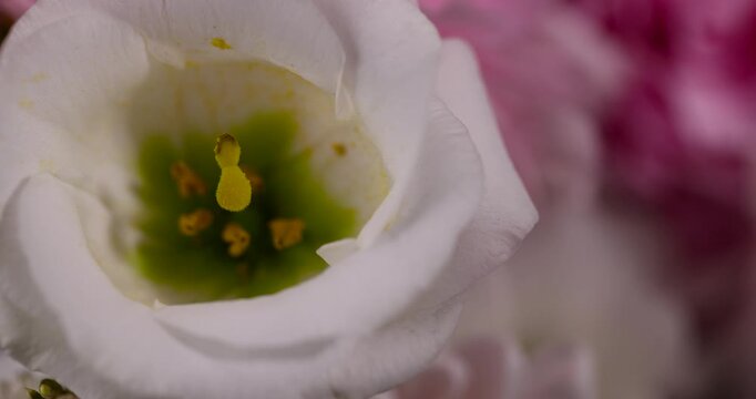 A fresh head of white lisianthus inside a floral arrangement, an organic flower with bright yellow stamens in dim light
