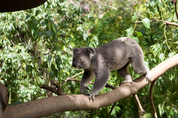 A Queensland Koala at a local zoo © Matt