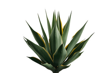 Fototapeta premium Dense green agave plant with broad pointed leaves and upright central growth