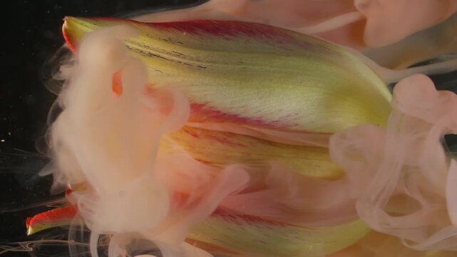 Vertical video. Flower smoke. Ink drop explosion. Blur yellow red color blossom tulip nature pink splash flowing on abstract background.