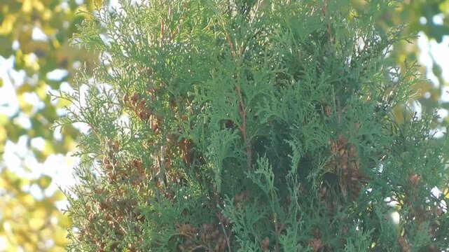Cedar tree foliage glowing in the warm sunlight of an autumn afternoon with vibrant green scales and small brown cones capturing the essence of changing seasons in a lush park.