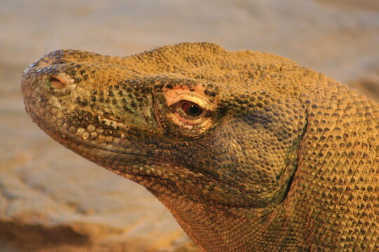 A Komodo dragon at a local zoo
