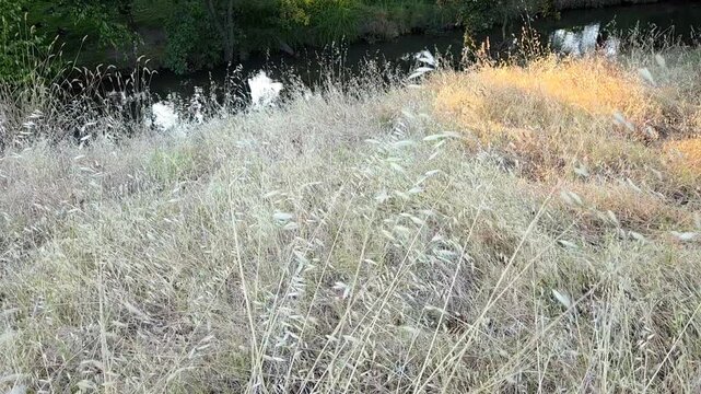 grass and water
