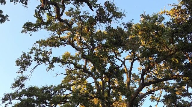 tree branches against blue sky