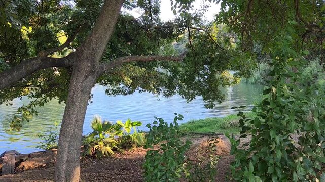 lake in the woods