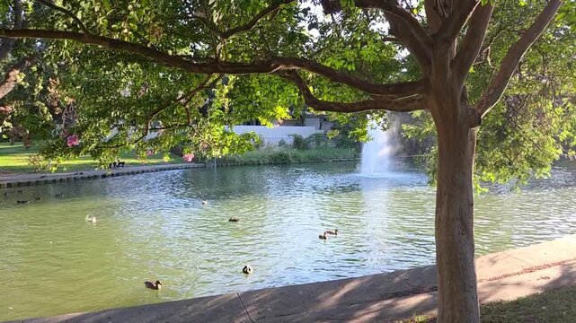 lake in the park