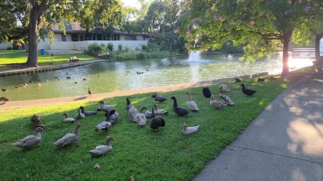ducks in the park
