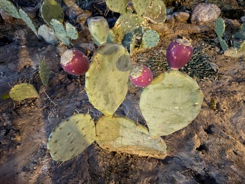 Close-up of an Opuntia prickly pear cactus bearing vibrant purple-red prickly pear fruits (tunas) in dry, sandy soil 