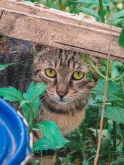 cat in the garden © lyd z