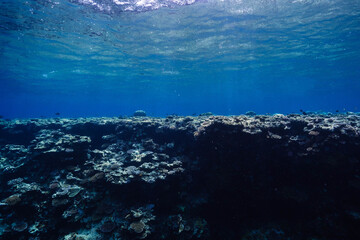 Expansive Coral Reef in Clear Blue Tropical Ocean © Satoshi