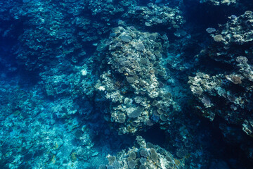 Natural Tropical Coral Reef and Clear Ocean Water Underwater © Satoshi