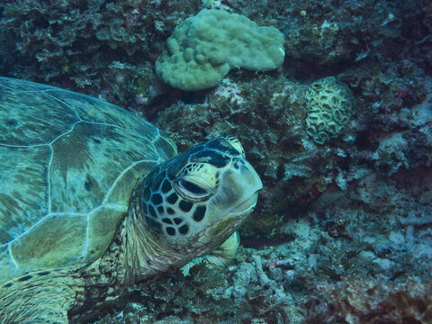 見上げるアオウミガメ　右上向き　green sea turtle　Chelonia mydas