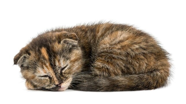 Adorable sleeping kitten curled up peacefully on a white background.