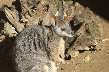 A Dama Wallaby at a local zoo © Matt